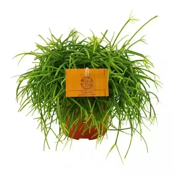 Rhipsalis 'Cashero' - image 1