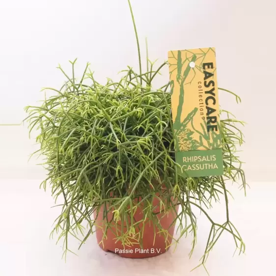 Rhipsalis cassutha 12cm - image 1