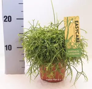 Rhipsalis cassutha 12cm - image 2