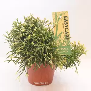 Rhipsalis clavata 'Easy Sweety' - image 2