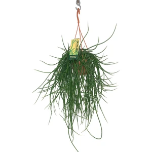 Rhipsalis floccosa - image 1