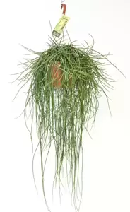 Rhipsalis floccosa - image 2