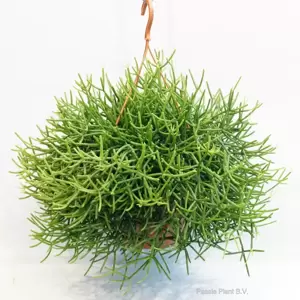 Rhipsalis heteroclada - image 2