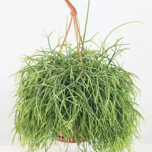 Rhipsalis baccifera 'Oasis' - image 2
