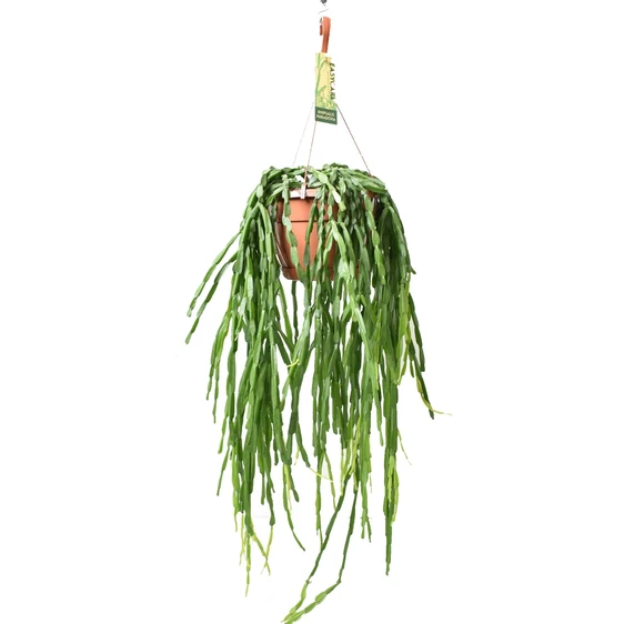 Rhipsalis paradoxa 14cm Hanging Pot - image 1