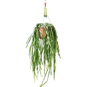 Rhipsalis paradoxa 14cm Hanging Pot - image 2