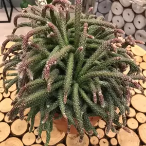 Rhipsalis philocarpa - image 2