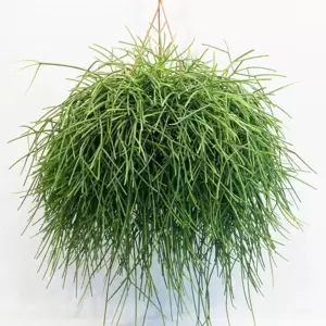 Rhipsalis pulchra - image 2