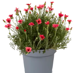 Rhodanthemum 'Zagora Pink' 1L