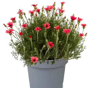 Rhodanthemum hosmariense 'Zagora Pink' 9cm