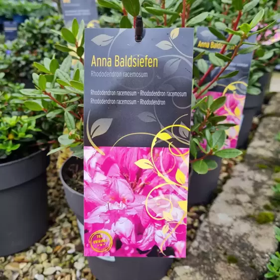 Rhododendron racemosum 'Anna Baldsiefen' 4.6L