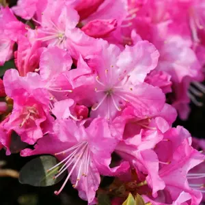 Rhododendron racemosum 'Anna Baldsiefen' 2.3L