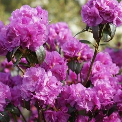 Rhododendron dauricum 'April Rose' - Cowell's Garden Centre | Woolsington