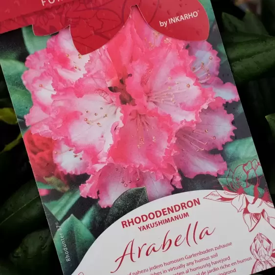 Rhododendron yakushimanum 'Arabella'