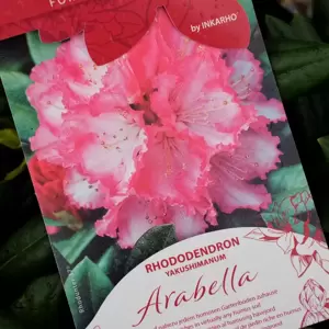 Rhododendron yakushimanum 'Arabella'