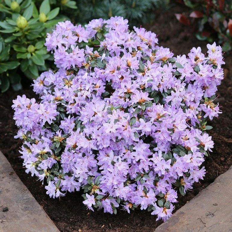 Rhododendron impeditum 'Azurika' 2.3L - Cowell's Garden Centre | Woolsington
