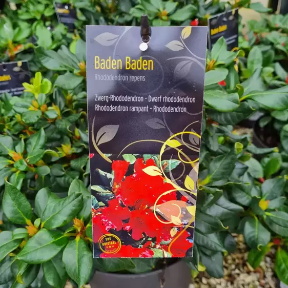 Rhododendron repens 'Baden Baden' 2.3L