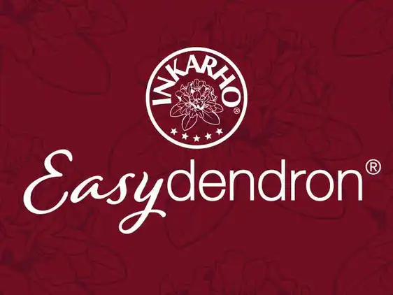 Rhododendron 'Blaue Jungs' - image 2