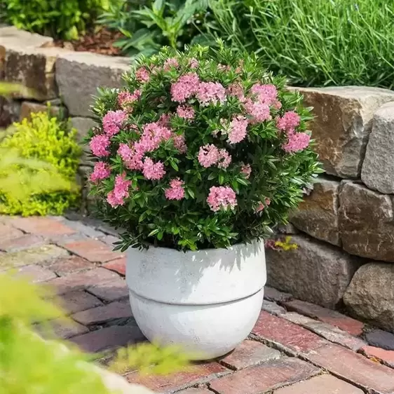 Rhododendron 'Bloombux Magenta' 2L - image 3