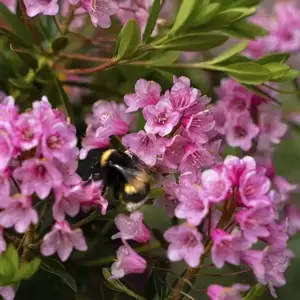 Rhododendron 'Bloombux Magenta' 5L - image 1