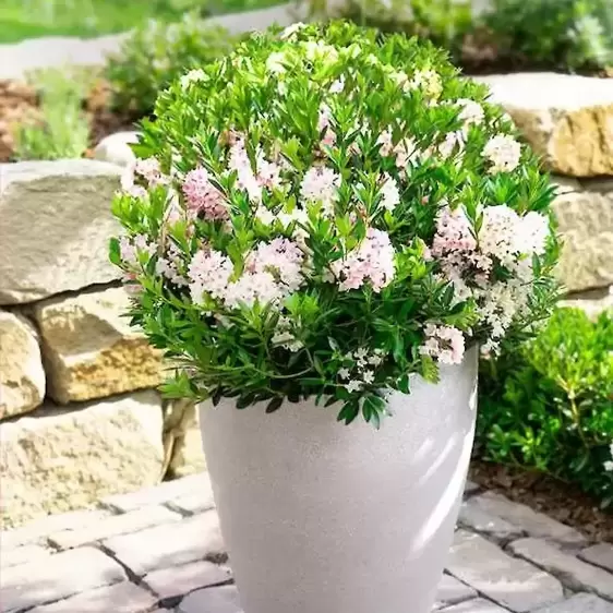 Rhododendron 'Bloombux Pink' 5L - image 2