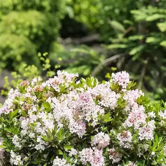 Rhododendron 'Bloombux Pink' 2L - image 4