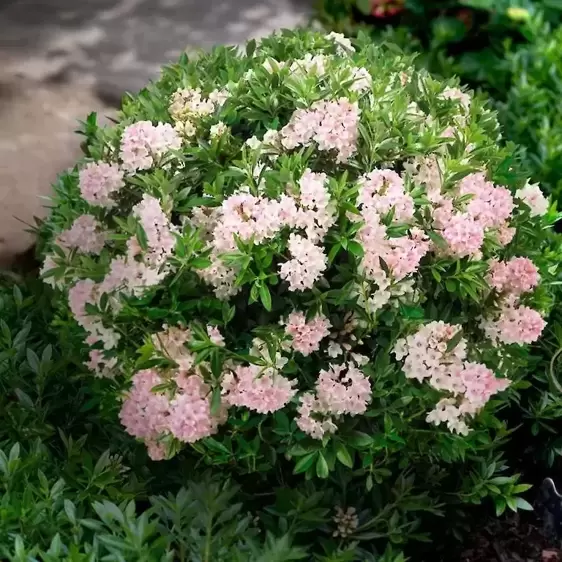 Rhododendron 'Bloombux Pink' 5L - image 1