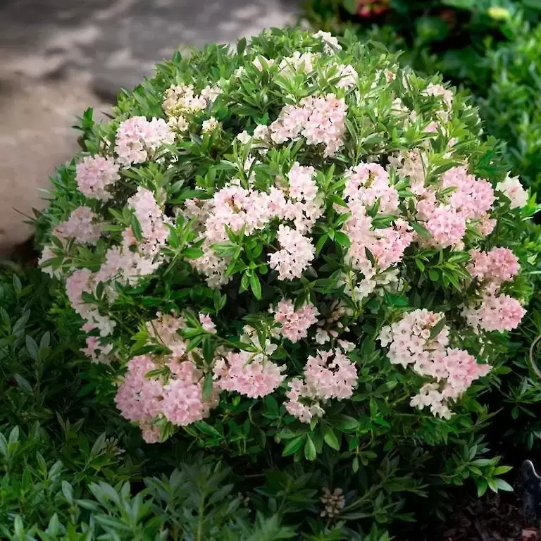 Rhododendron 'Bloombux Pink' 5L - Cowell's Garden Centre | Woolsington