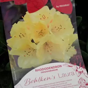 Rhododendron yakushimanum 'Bohlken's Laura'