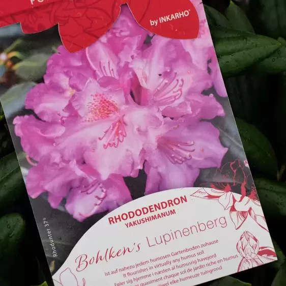 Rhododendron yakushimanum 'Bohlken's Lupinenberg'