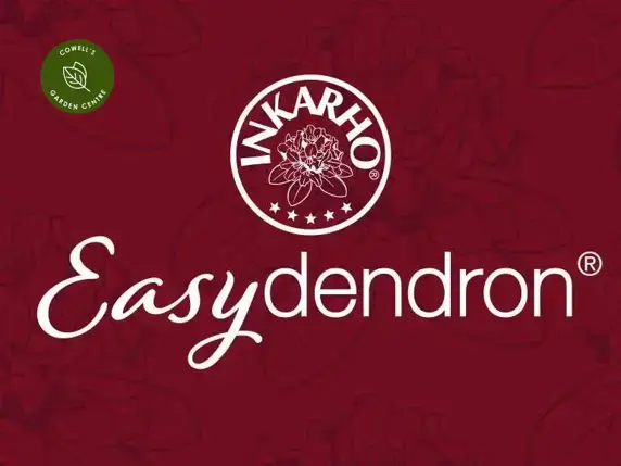 Rhododendron yakushimanum 'Bohlken's Lupinenberg Laguna' 12L - image 2