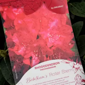 Rhododendron yakushimanum 'Bohlken's Roter Stern'