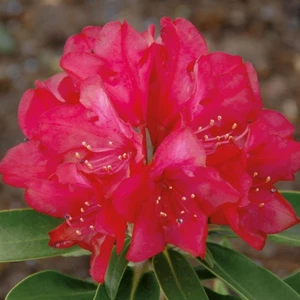Rhododendron yakushimanum 'Bohlken's Roter Stern' 5L - image 1