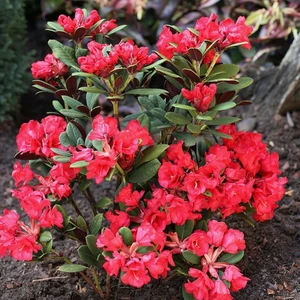 Picture Credit - Diderk Heinje