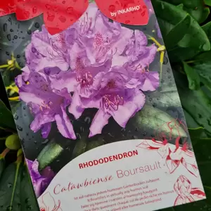 Rhododendron 'Catawbiense Boursault'
