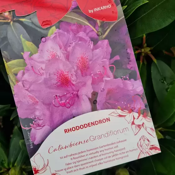 Rhododendron 'Catawbiense Grandiflorum' 5L