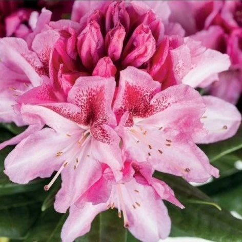 Rhododendron 'Cosmopolitan' 5L