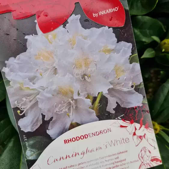 Rhododendron 'Cunningham's White' 5L