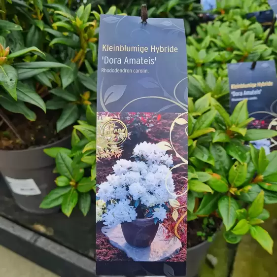 Rhododendron carolinianum 'Dora Amateis' 2.3L - image 2