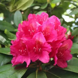 Rhododendron 'Dr. H.C. Dresselhuys'