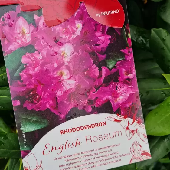 Rhododendron 'English Roseum' 5L