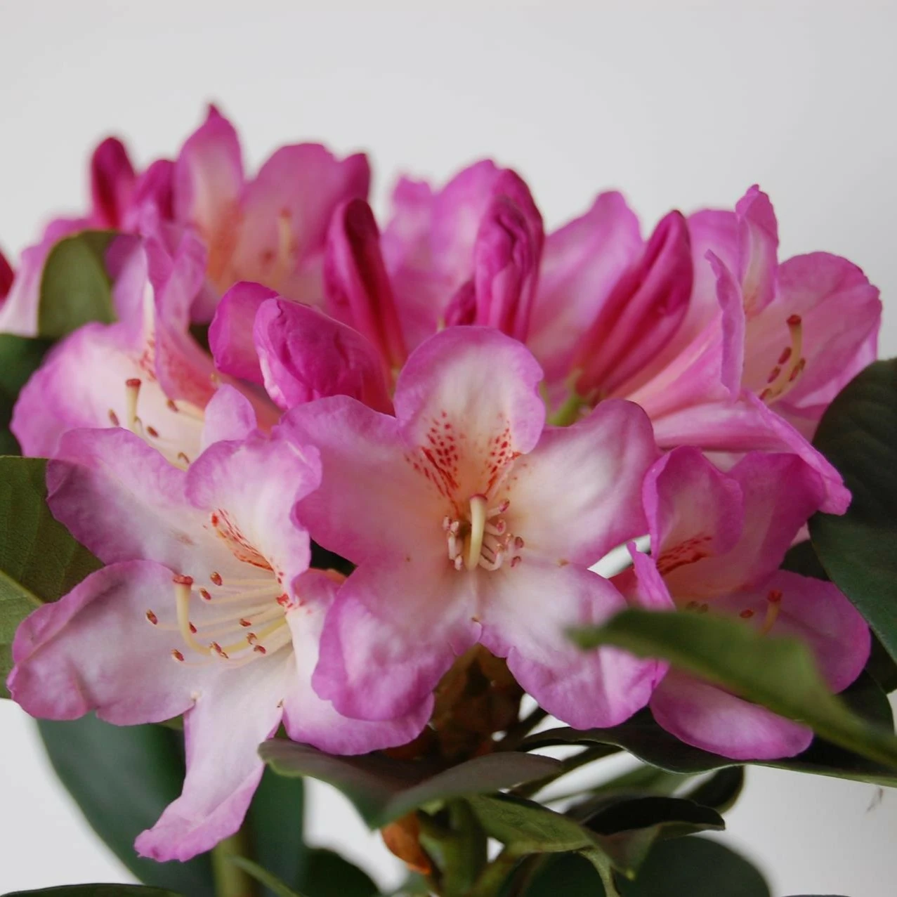 Rhododendron 'Eucharitis' 7.5L - Cowell's Garden Centre | Woolsington