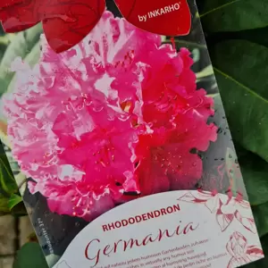 Rhododendron 'Germania' 5L