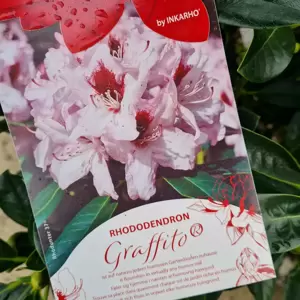 Rhododendron 'Graffito'