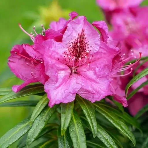 Rhododendron 'Grazeasy' 5L