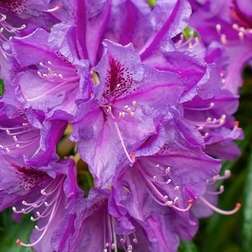 Picture Credit - Diderk Heinje