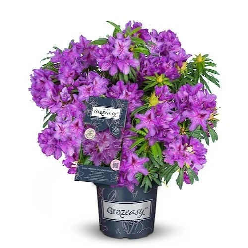 Picture Credit - Diderk Heinje