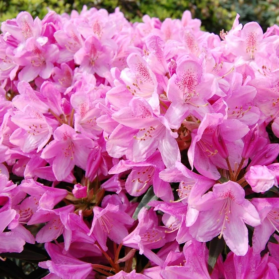 Rhododendron ponticum 'Graziella' 4.6L