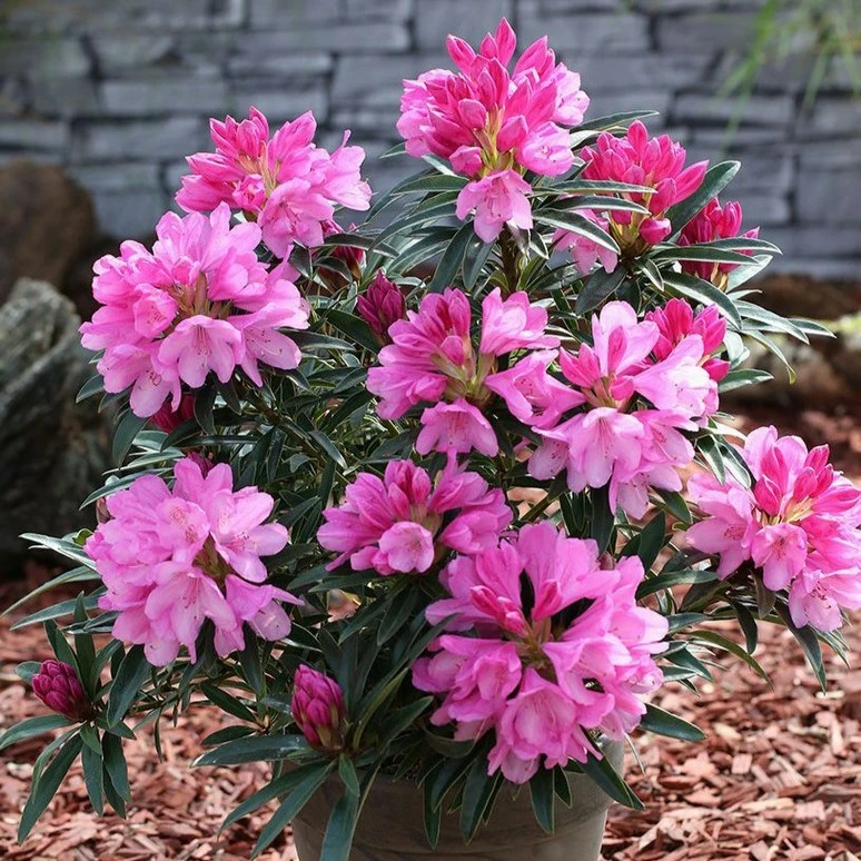 Rhododendron ponticum 'Graziella' 5L Cowell's Garden Centre Woolsington