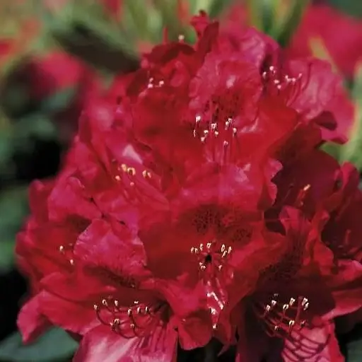 Rhododendron 'Hachmann's Feuerschein'